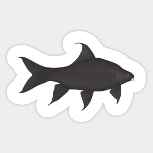 Black Sharkminnow Sticker